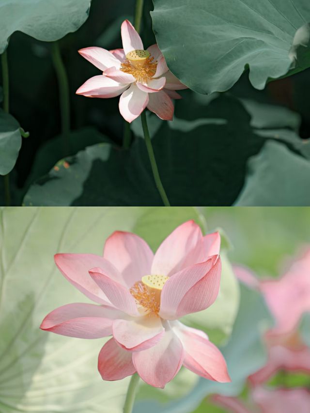 杭州賞荷花攻略，打卡避雷看這篇