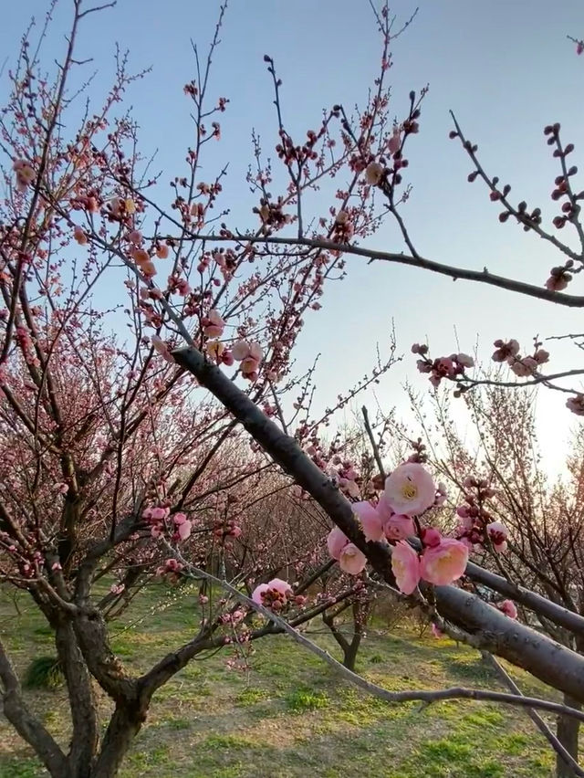浪漫桃花之旅，廬山賞花季
