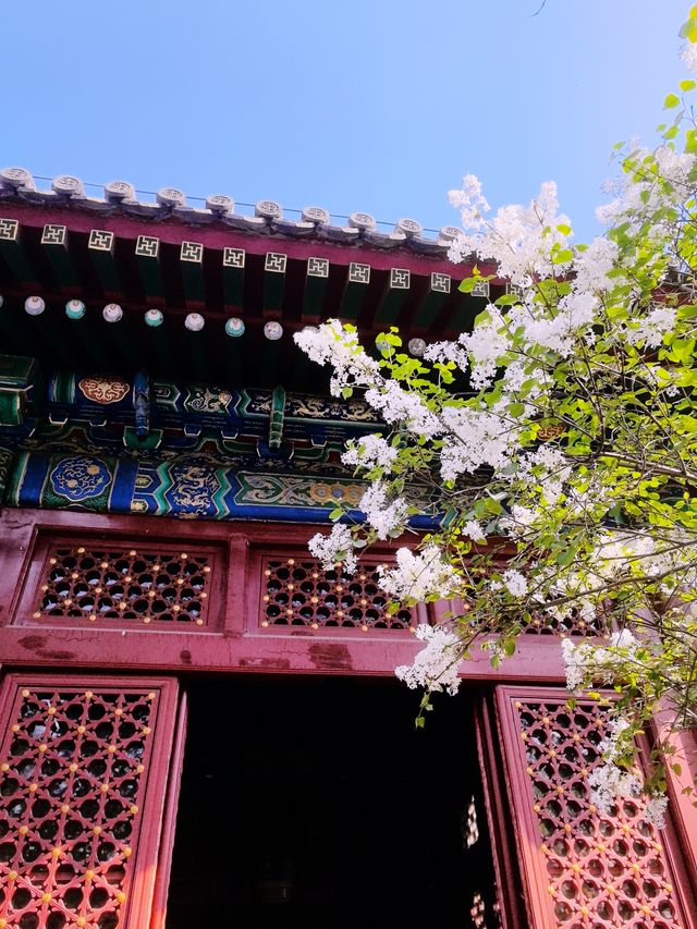 飄著花香的寺院，北京法源寺（免費景點）