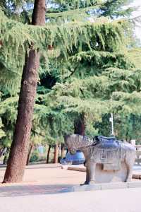 鄭州碧沙崗公園｜春日精選｜紫藤花海與百年歷史的浪漫邂逅