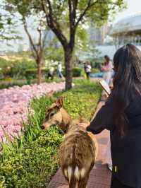 🌷珠海春日 | 花海棧道奇幻之旅，速來解鎖✨