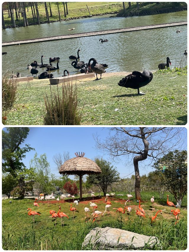 與長頸鹿共進早餐！南通森林動物園暴走秘笈