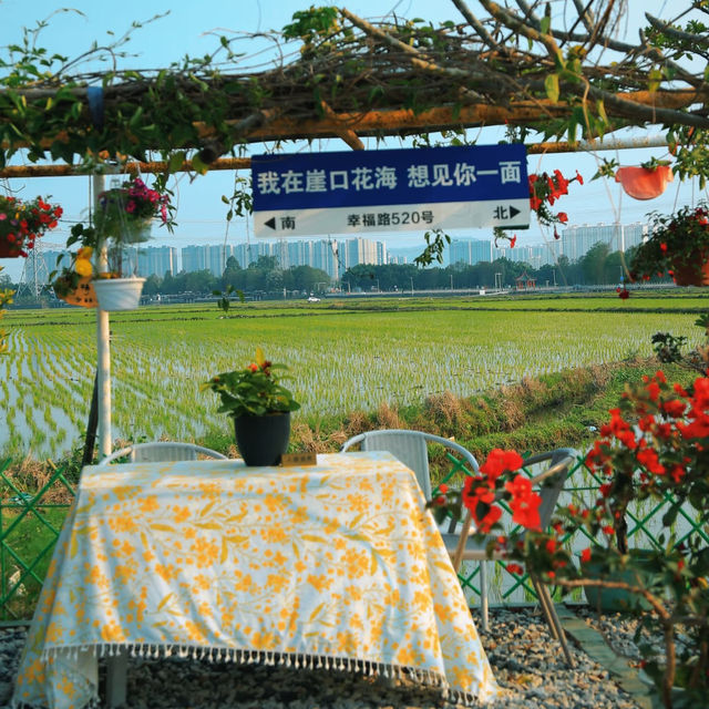 在中山崖口村，拍到了稻田風光日落，超美！