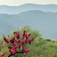 Season of Blossom in Beijing 🌸🌺🌼