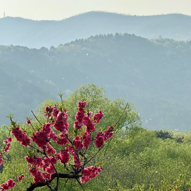 Season of Blossom in Beijing 🌸🌺🌼