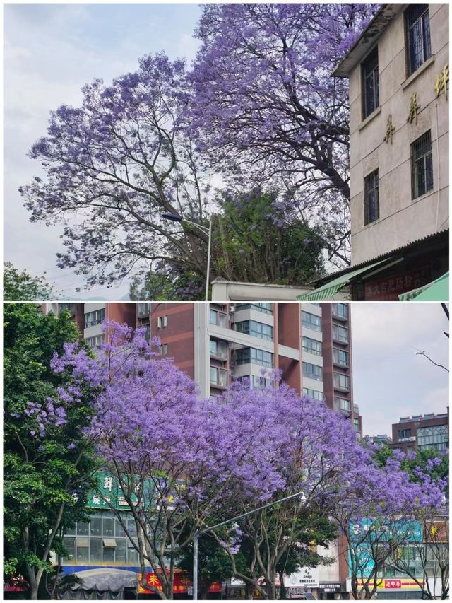四月攀枝花點樣玩，睇呢一篇就夠啦