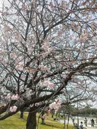 🌸春賞櫻花夏賞鯨攻略（上）｜台灣秘境大爆發！