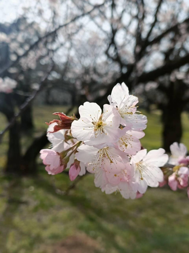 🌸春賞櫻花夏賞鯨攻略（上）｜台灣秘境大爆發！