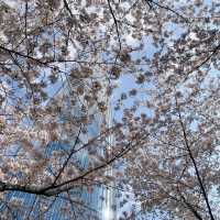 首爾月記｜在浪漫之都收穫滿滿幸福的30天🌸 