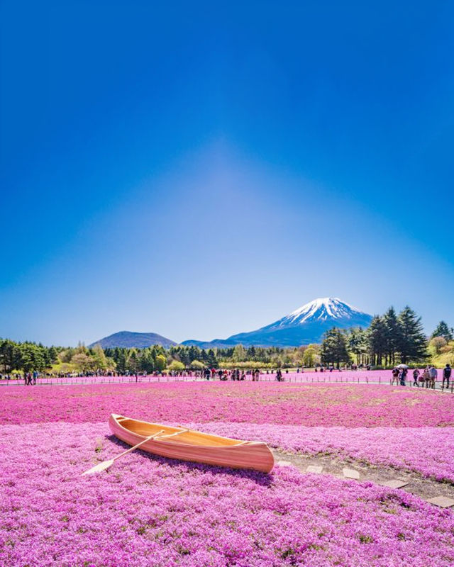 粉紅花海＋富士山，芝櫻祭美到令人窒息！
