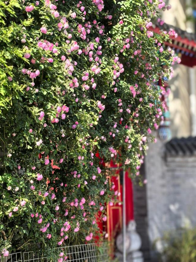 4.28實拍︱壽比胡同嘅玫瑰花上線啦