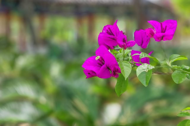 泰山腳下廣生泉公園木香花盛開