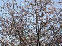 🌸首爾南山公園，藏在城央的櫻花秘境