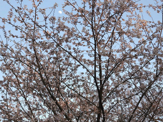 🌸首爾南山公園，藏在城央的櫻花秘境