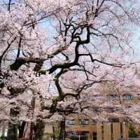 日本賞櫻之旅-仙台東北大學 