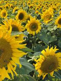 🌻東莞橫瀝葵香園 | 邂逅燦爛向日葵花海