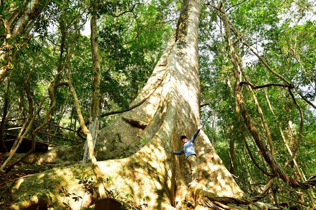 西雙版納熱帶植物園：熱帶植物王國
