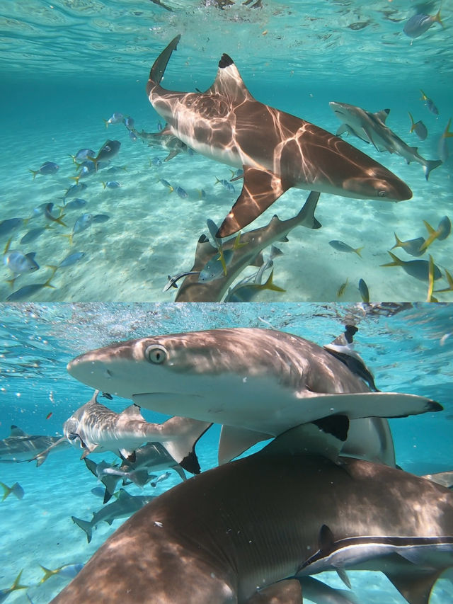 潛入上帝嘅水族箱