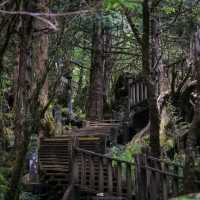 เดินเล่นป่าโบราณไต้หวัน Taipingshan