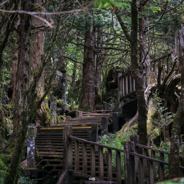 เดินเล่นป่าโบราณไต้หวัน Taipingshan