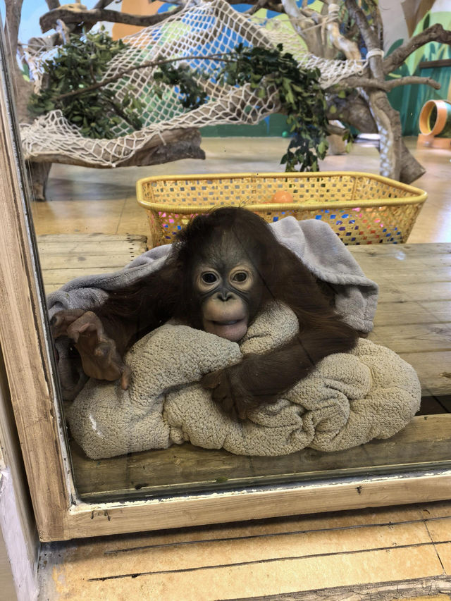 廣州五日四夜親子遊——長隆野生動物世界||座標：青島-廣州 坐早上7：05嘅飛機，因為自己一個人帶小