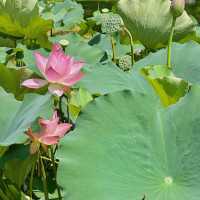 蓮花公園荷花季，在小區樓下就能賞荷