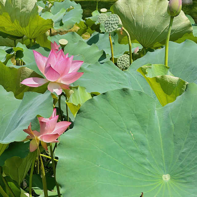 蓮花公園荷花季，在小區樓下就能賞荷