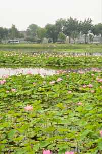 一畝園公園重開