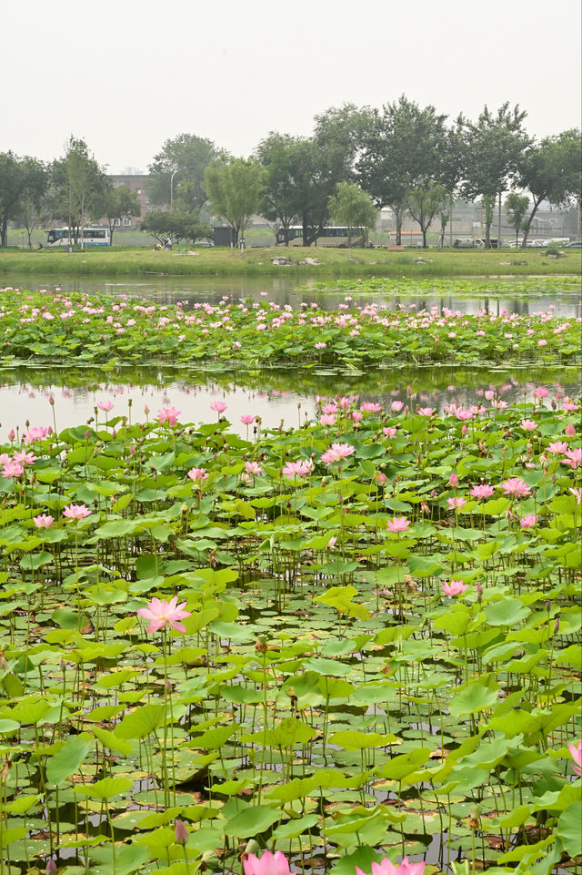 一畝園公園重開