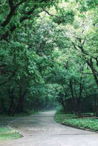 攝影｜瀋陽東陵郊野公園嘅夏天