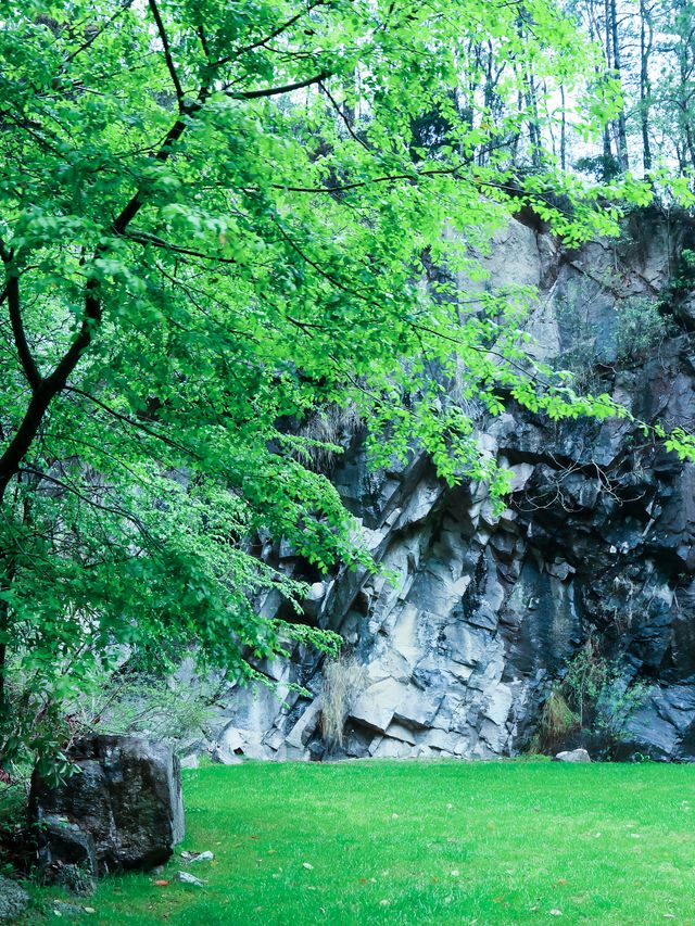 去森林治癒夏天！星空草坪音樂派對