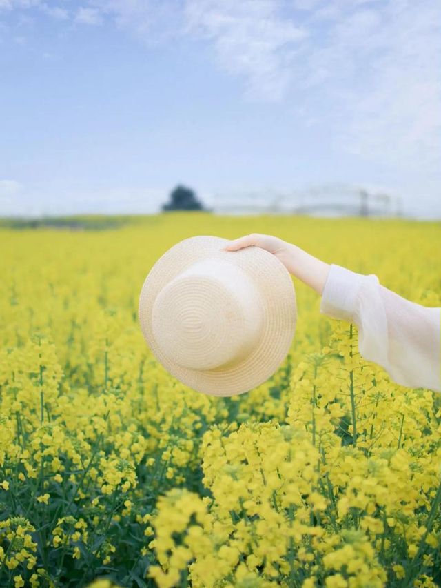 去門源油菜花海千祈唔好犯呢啲禁忌！否則後悔莫及