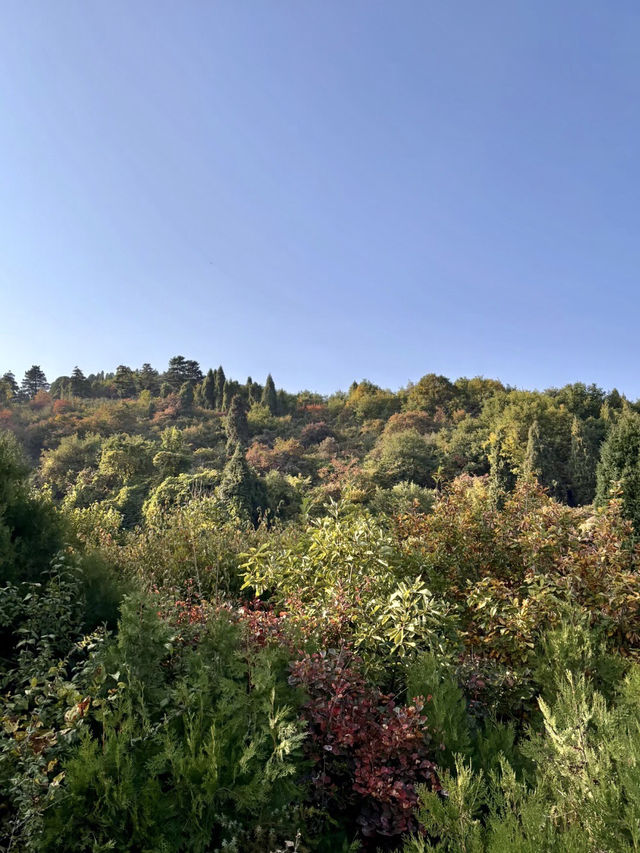 晨霧繚繞‧照金香山的紅色與蒼翠 晨霧繚繞‧照金香山的紅色與蒼翠