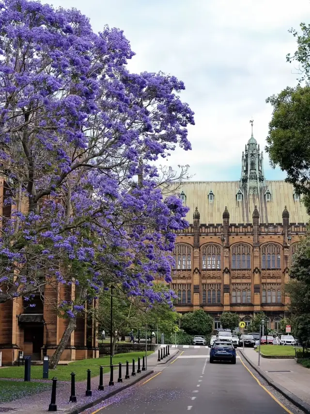 Three Must-Visit Cities in Australia! Complete Guide to Sydney, Melbourne, and the Gold Coast