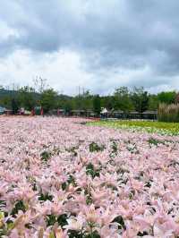 【太平湖國慶遊玩全攻略】百合花海，大地藝術驚艷整個秋天！