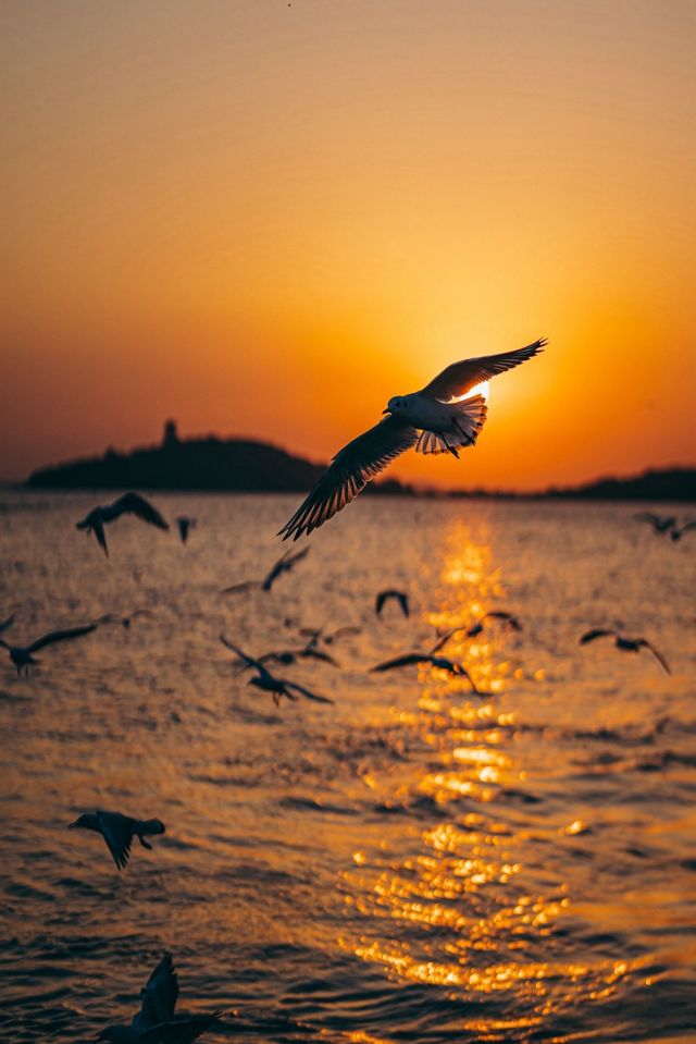 太湖落日觀鳥絕佳地