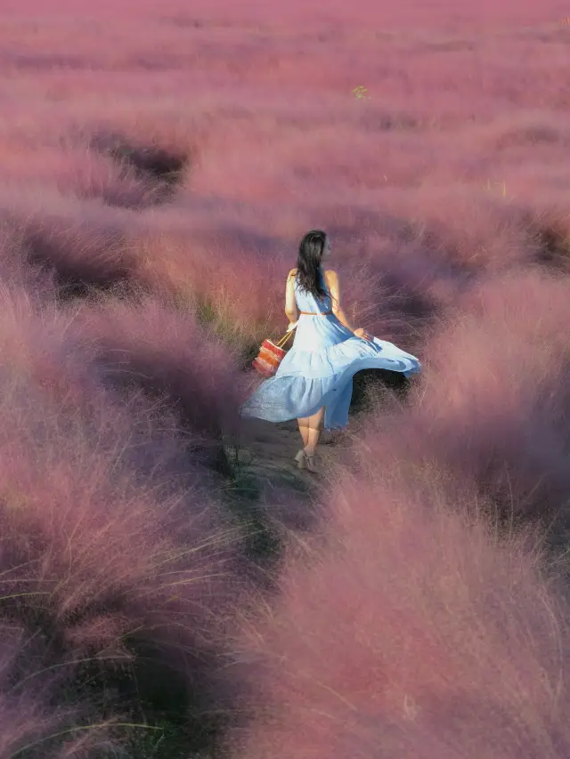Shanghai October exclusive, Pink Muhly Paradise
