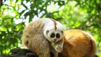 來普洱太陽河森林公園，去動物家裡做客
