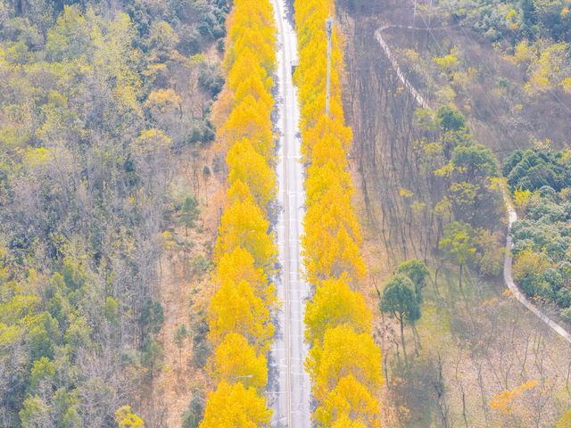 合肥的秋天，這條路真的美得像油畫一樣