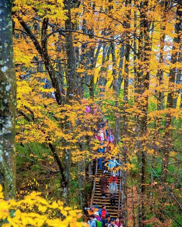 堪比香山紅葉的地方—四川光霧山