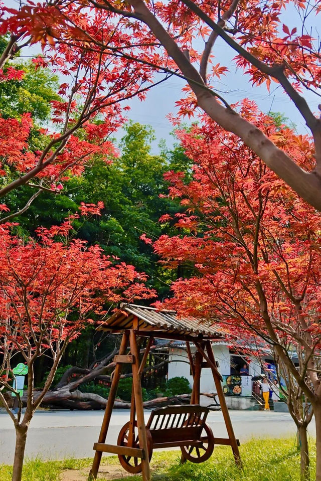 親子徒步好去處上帽峰山尋廣州早秋