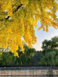 秋天的景山公園，紅牆與金黃銀杏相映成趣，是賞秋的絕佳去處。
