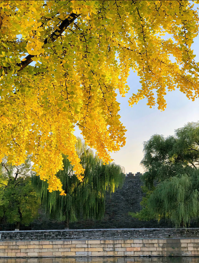 秋天的景山公園，紅牆與金黃銀杏相映成趣，是賞秋的絕佳去處。