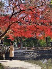 長沙烈士公園｜秋天最像油畫的地方！！ 真的要淪陷在烈士公園的秋天裡了！！ 年嘉湖邊的楓葉從綠漸變到