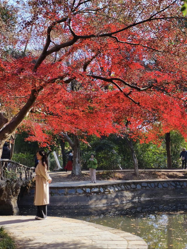 長沙烈士公園｜秋天最像油畫的地方！！ 真的要淪陷在烈士公園的秋天裡了！！ 年嘉湖邊的楓葉從綠漸變到