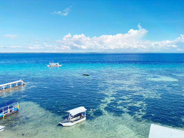 🌊 宿霧｜與鯨鯊共游的那片湛藍記憶