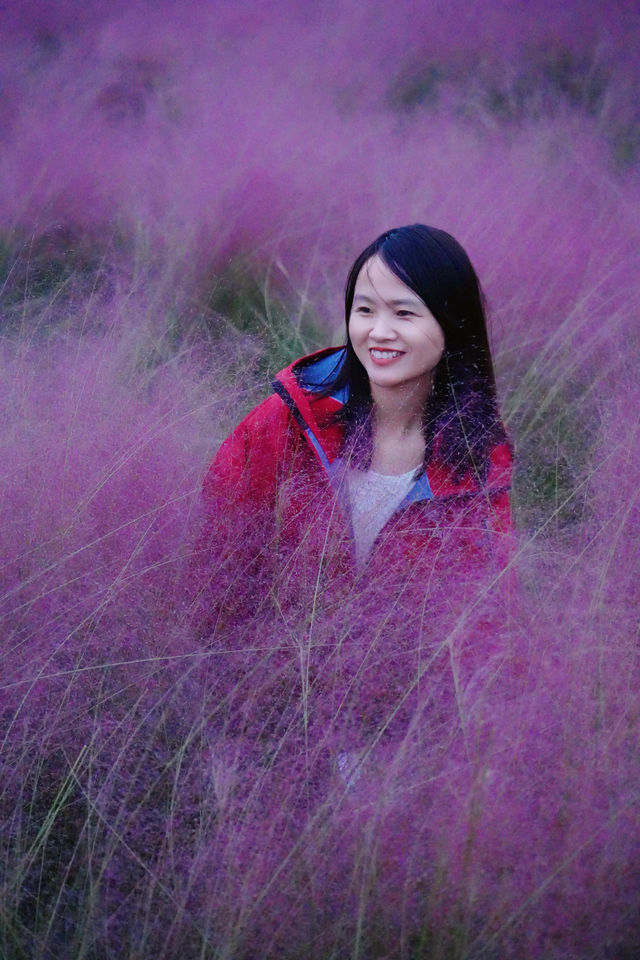 上海|這裡的免費粉黛花海替大家拍過了，可以來了