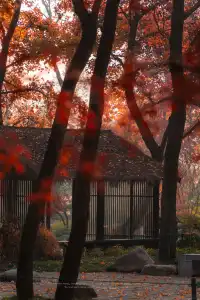 接下來的蘇州將是封神級別的秋景