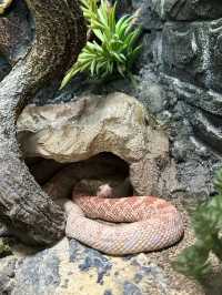 動物園冬眠季節來臨