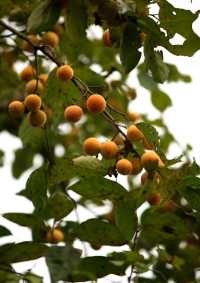 棲霞山最美楓紅醉人時節